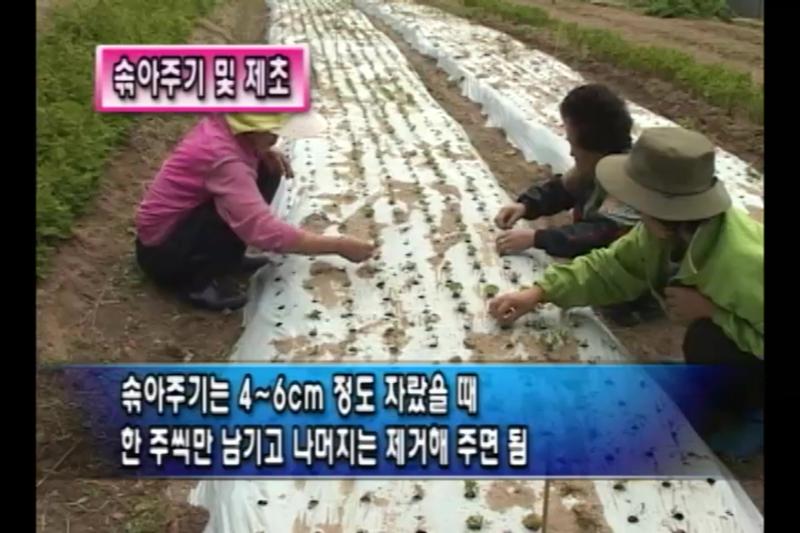 솎아주기_지주설치