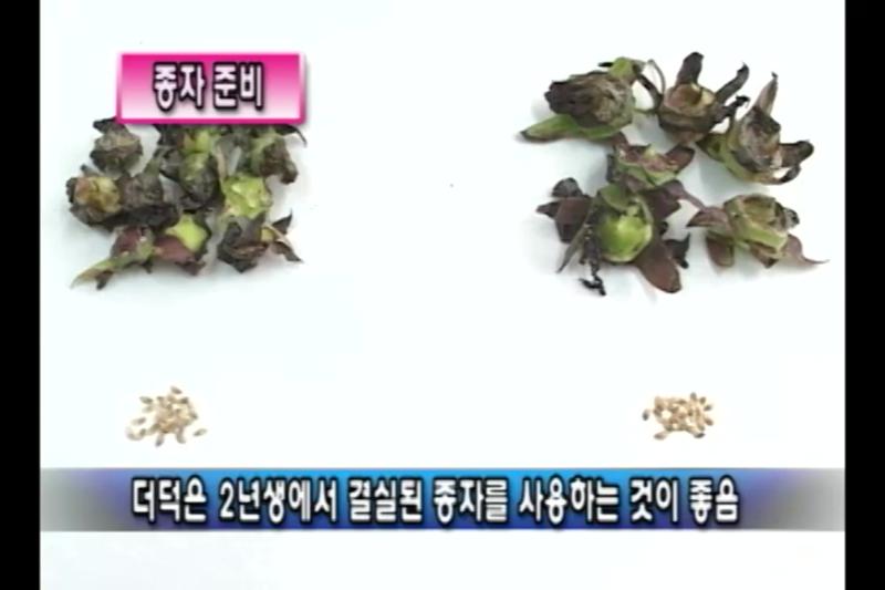 재배방법_종자 준비 빛 파종 방법