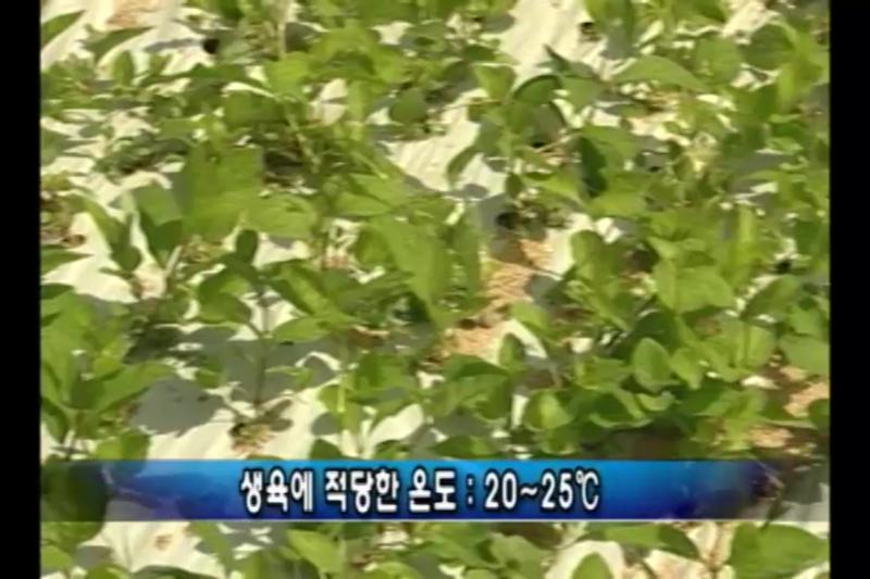 더덕의 생육환경 및 특성