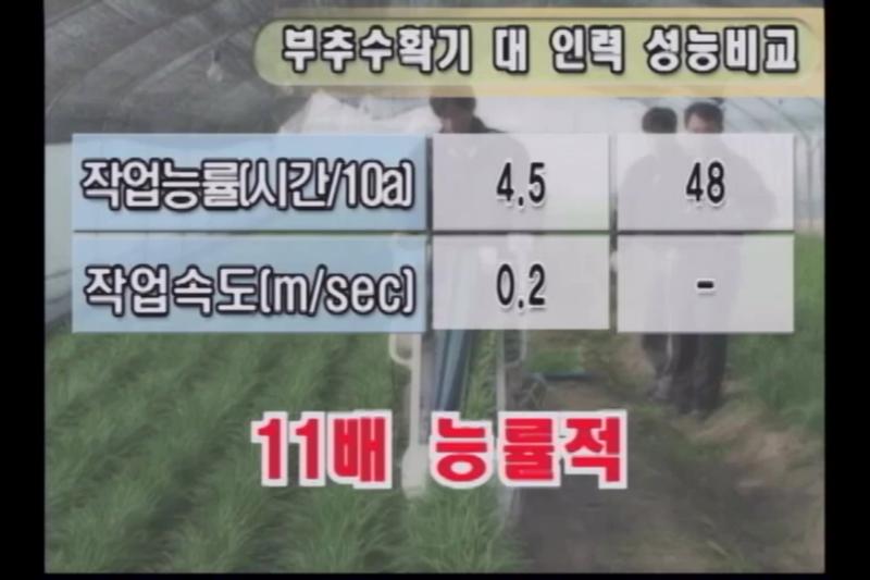 부추 수확 재배 인터뷰