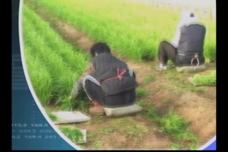 부추 파종기