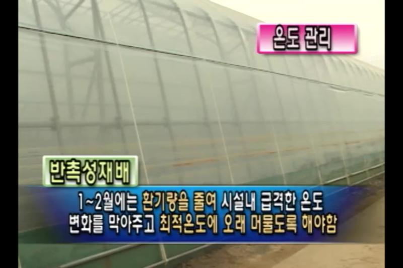 하우스 밀폐_환기 및 온도관리_결실관리_초세조절_착과수 조절