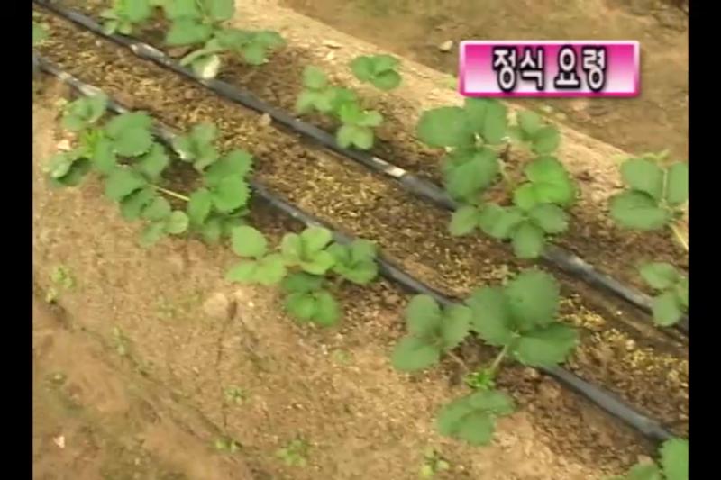 심는 요령_정식방법_관수방법_온도관리_비닐피복 멀칭