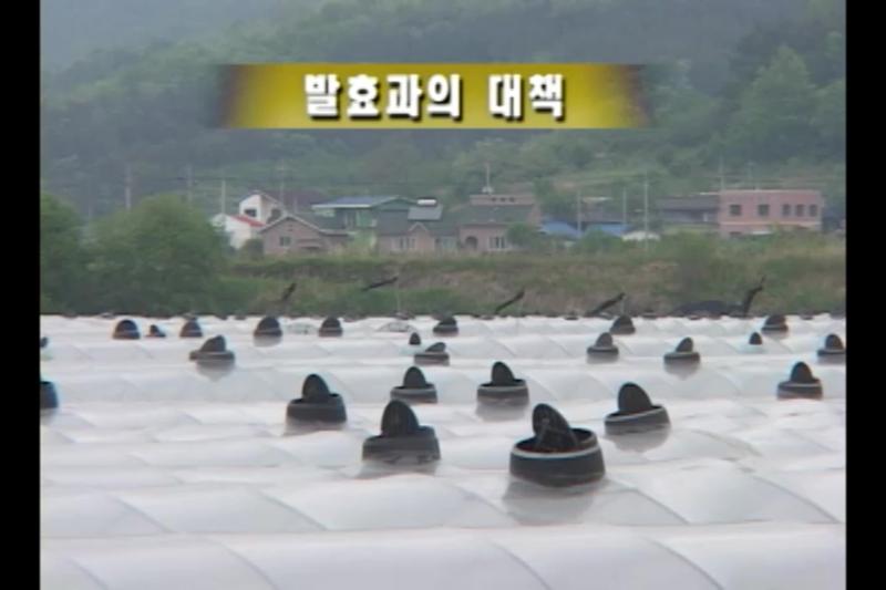 참외 발효과 방지