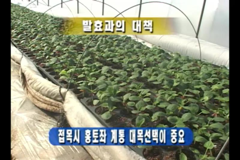 참외 잘 기르기