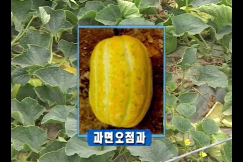 발효된 참외란