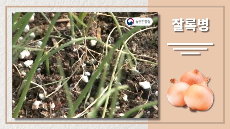 잘록병