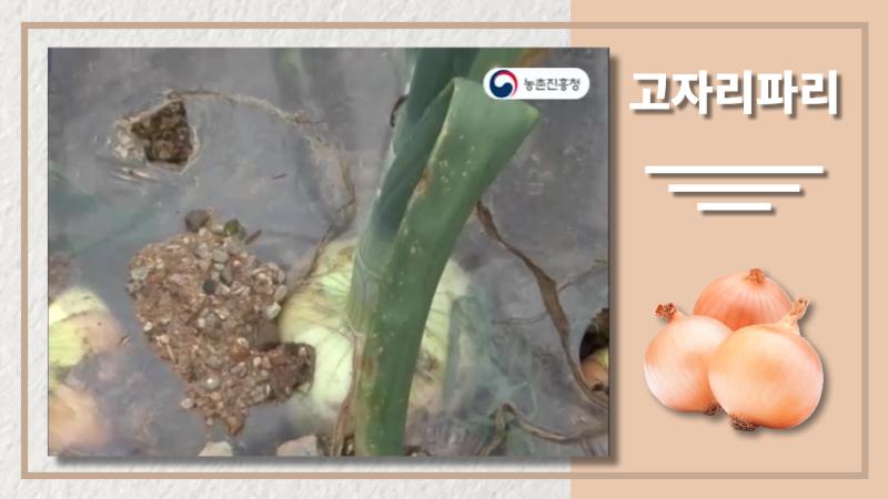 고자리파리