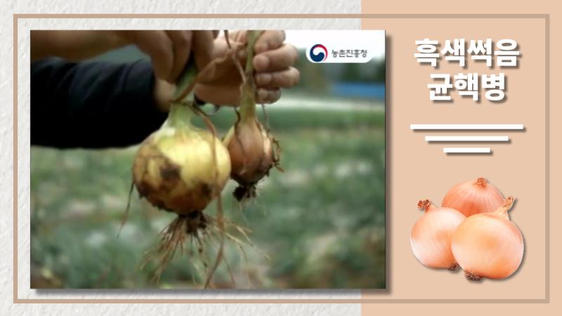 흑색썩음균핵병