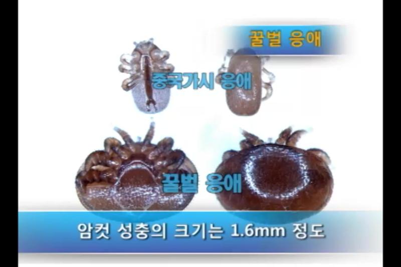 감염된 꿀벌의 응애_약제처리, 훈연, 분무 등 방제 방법