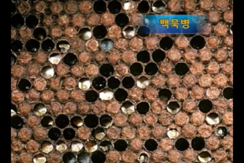 백묵병_증상_노제마병_증상