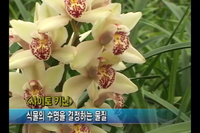 생장조절제 BA를 이용한 개화조절 방법_생장조절제 BA의 특징_BA의 이용법