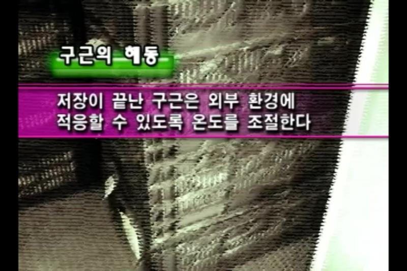 구근의 해동_정식_정식 시기_정식 포장 준비
