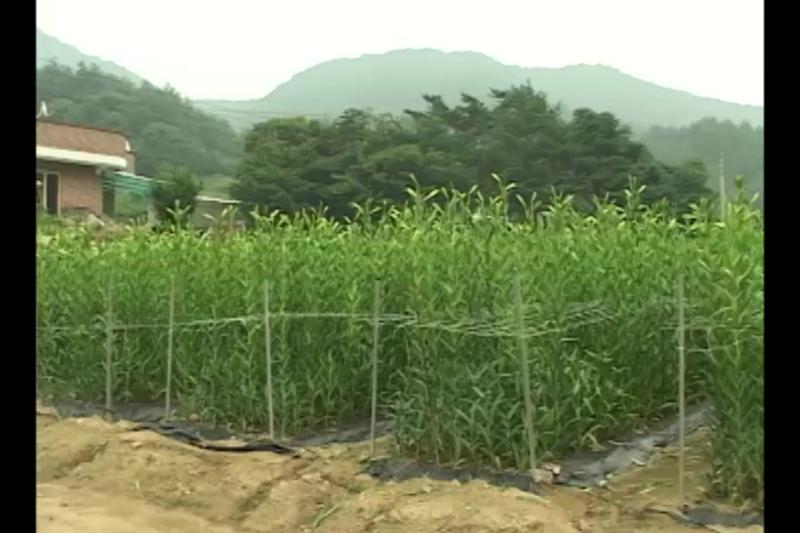 매트설치_병충해 대책_잎마름병 발생_수확_포장 및 출하