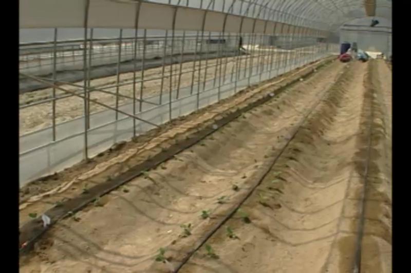 관수_정식후 광 관리