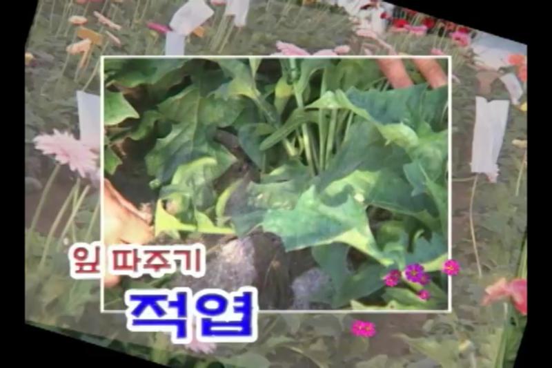 적엽(잎따주기)