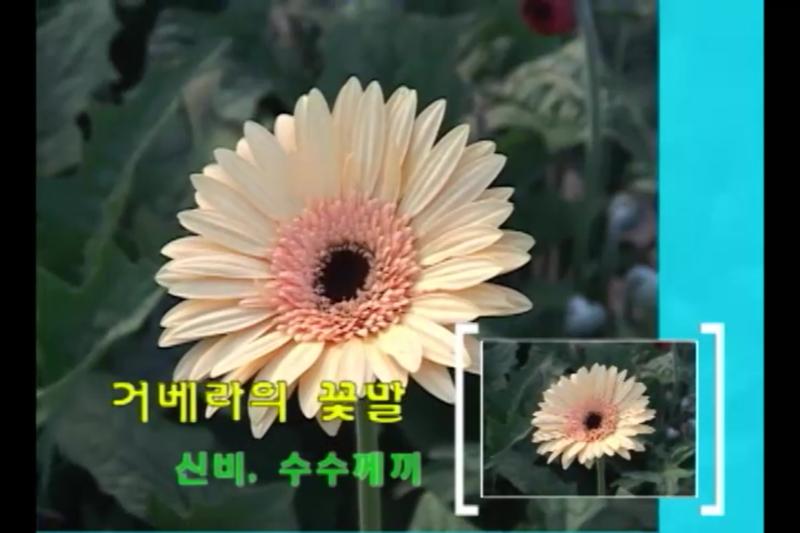 거베라 품목에 대하여