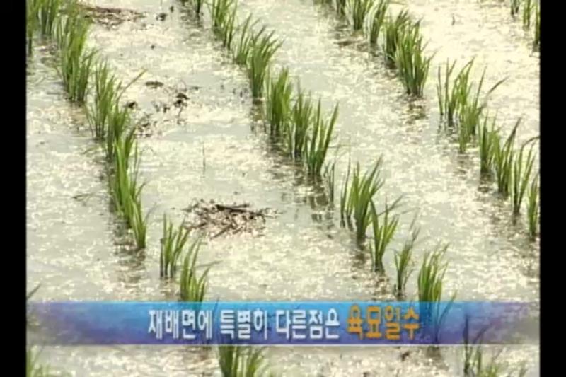 적정육묘일수