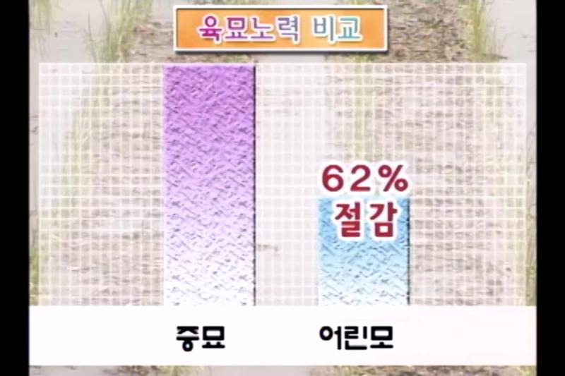 어린모육묘 효과 및 주의사항