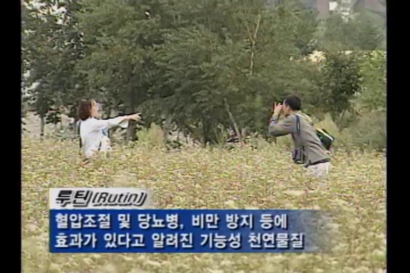 개요_메밀 새싹 채소란