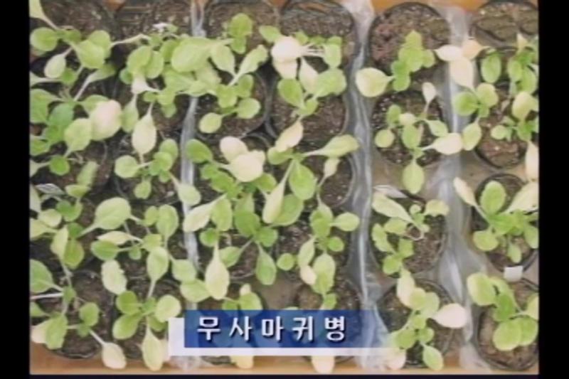무사마귀병