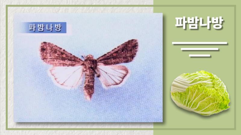 파밤나방