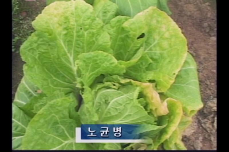 노균병