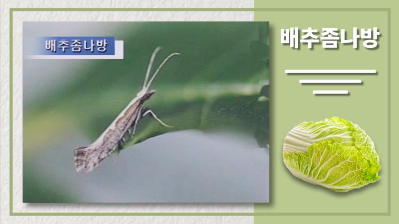 배추좀나방