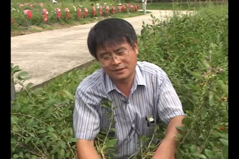 구기자 열매의 효과