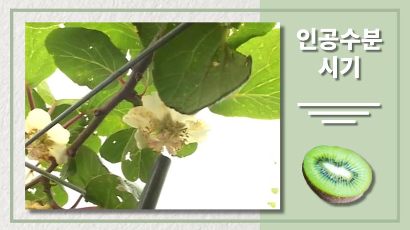 인공수분 시기