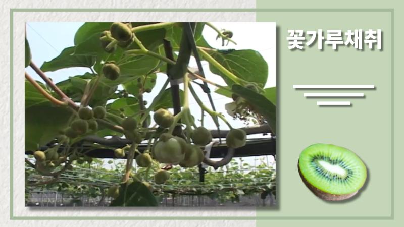 꽃가루  채취