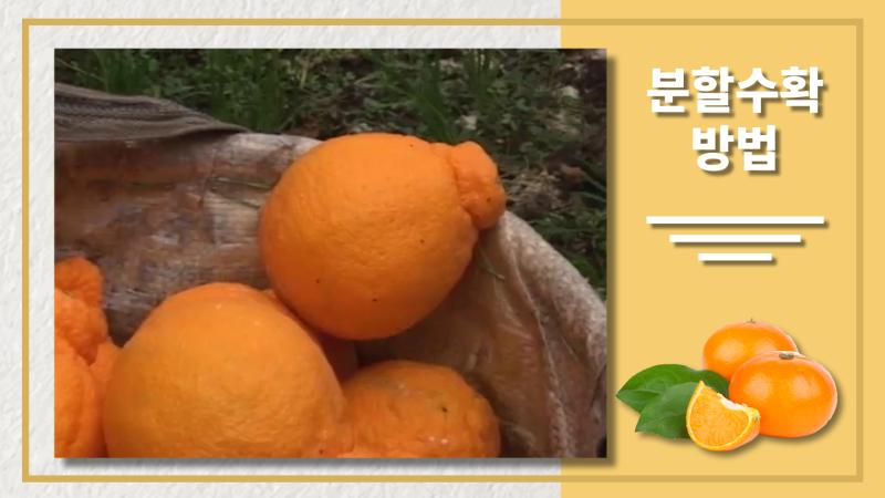 분할수확방법