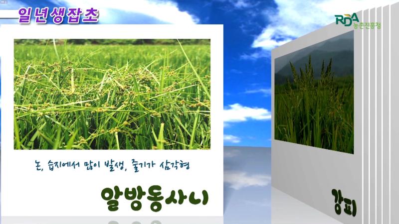 잡초종류