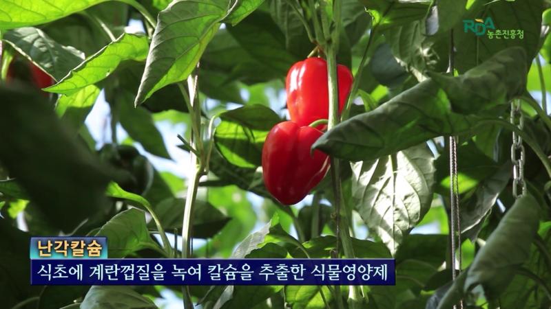 난각칼슘_제조방법_사용방법