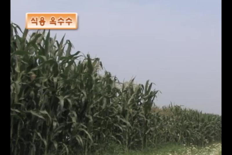 식용옥수수