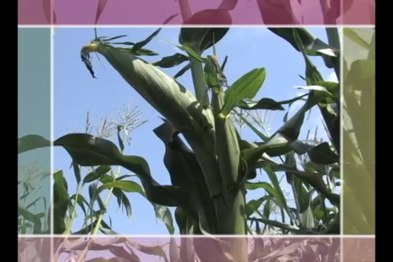 옥수수 육성품종 개요