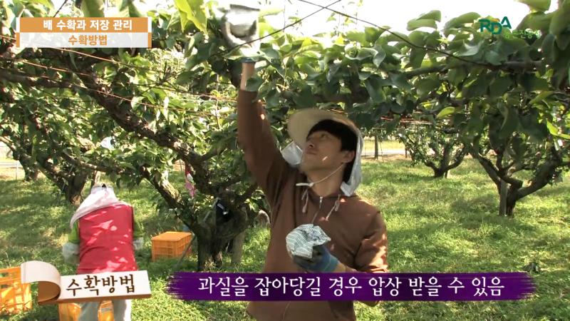 수확방법