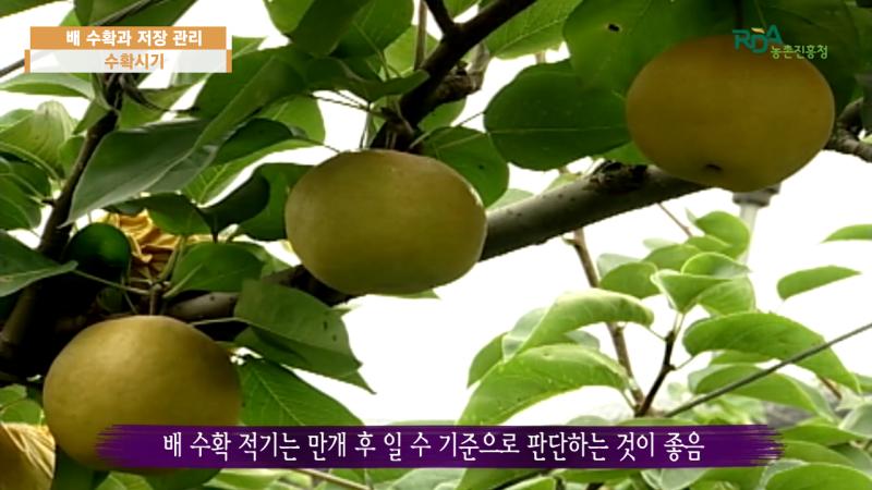 수확시기