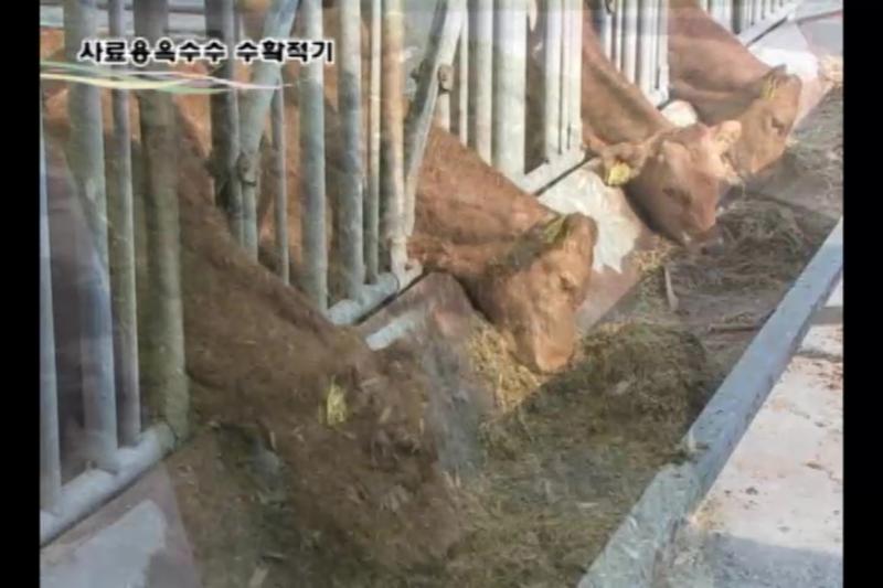 사료용 옥수수 수확적기