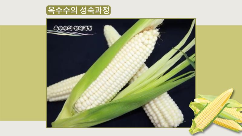 옥수수의 성숙 과정