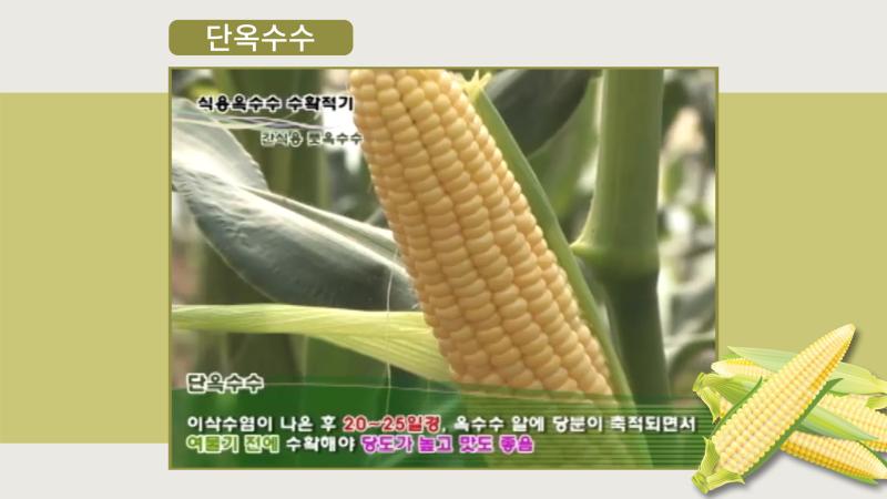 단옥수수