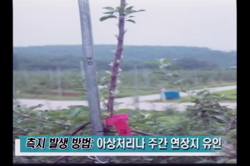 사과 유목의 측지발생 방법