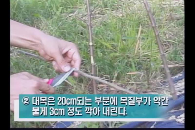 접목_삭아접