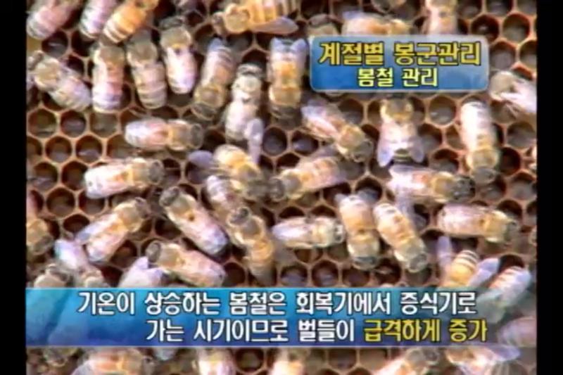 봄철 관리_봄철 관리의 봉군검사 방법_유밀기 관리_유밀기 관리의 봉군검사 방법