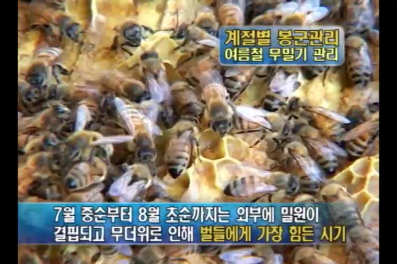 여름철 무밀기 관리의 봉군 검사 방법_가을철 월동 전 관리의 봉군 검사 방법