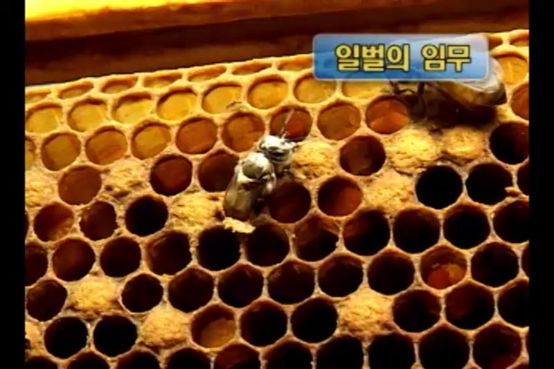 일벌의 임무_봉군 검사 방법