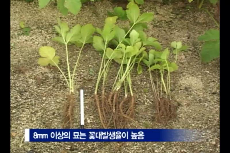 묘재배_인터뷰_당귀 꽃대_인터뷰