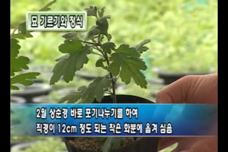 묘 기르기와 정식