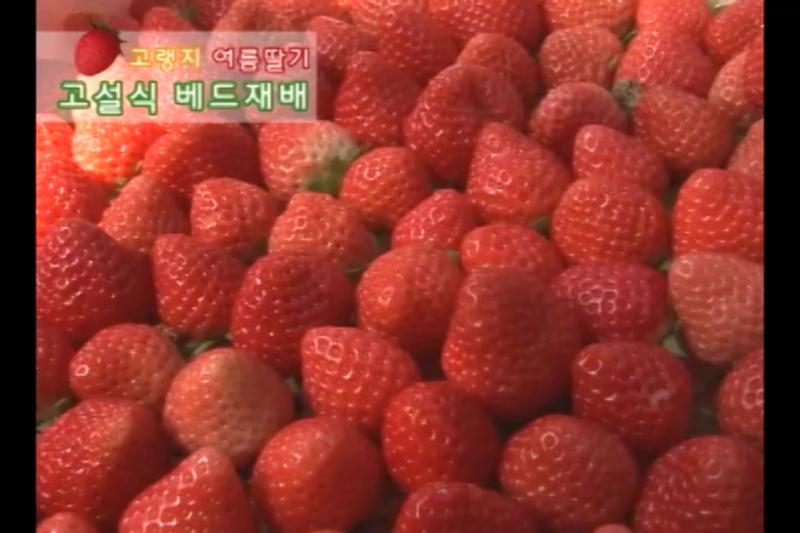 고설식 베드재배