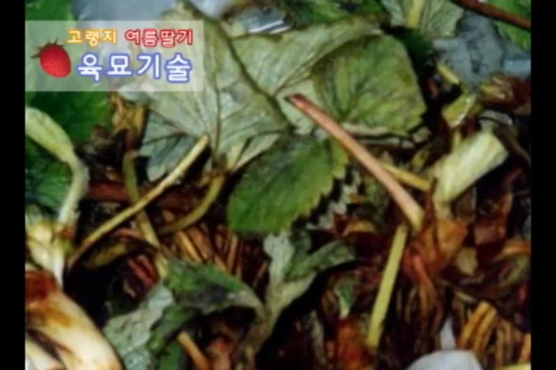 묘의 생육 재생 및 정식